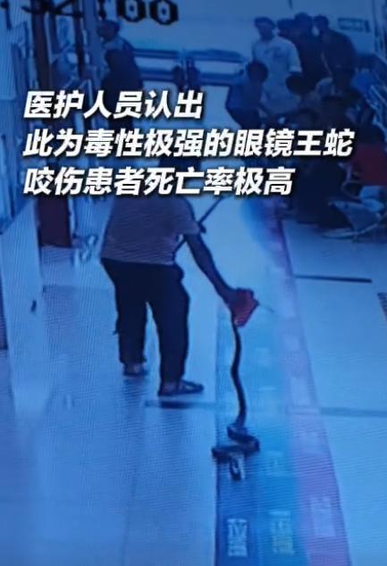 太吓人了！云南临沧，一个男子拖着2米长的眼镜王蛇冲进医院，可把医生和病人吓坏了，