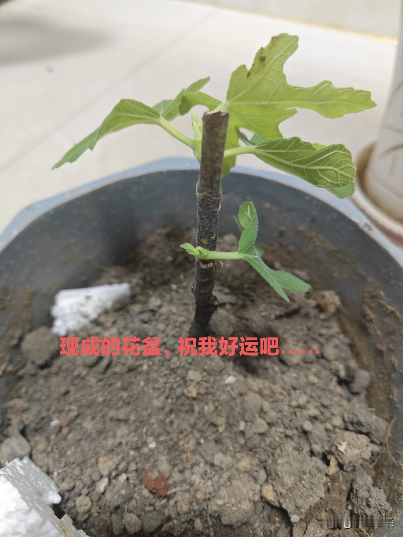 可能是种植的土不够透气？最壮的一棵无花果都长了好多根了，还死了……心情莫名有点差
