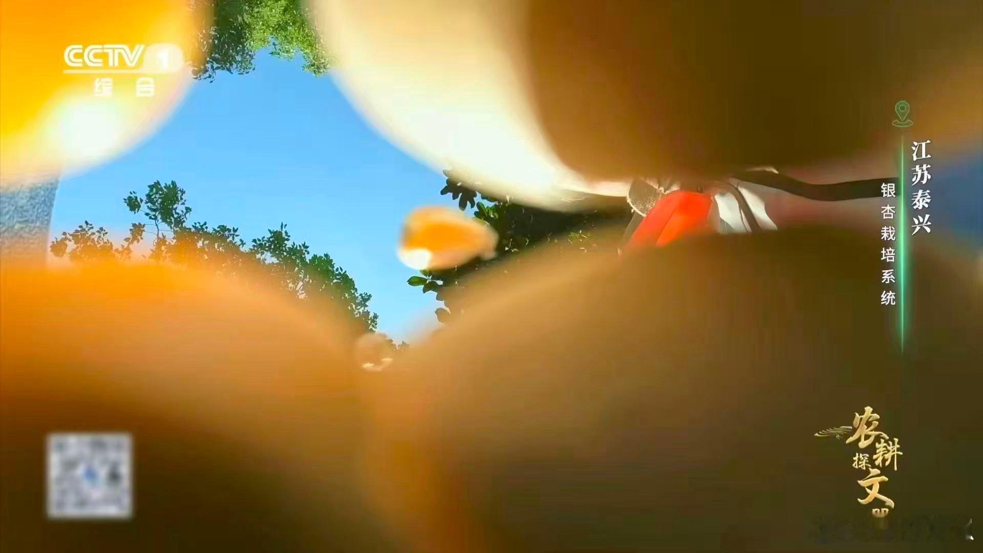 喂了银杏果鸡肉更鲜了挖到鸡肉界的宝藏吃法！泰兴用本地银杏果养鸡，肉质不柴不腻，