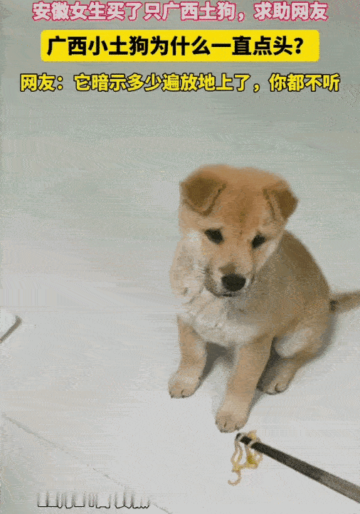 “太有灵性了！”安徽女生买的广西土狗，着实给大家带来了新奇一幕。女生喂面，小