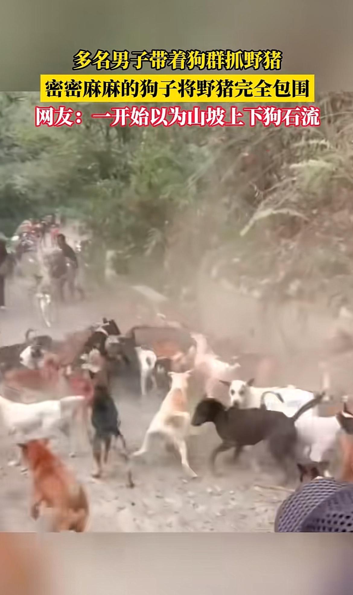 上周在近郊徒步撞见的场面，至今想起来还攥着冷汗。大概7只不同品种的散养狗，把一