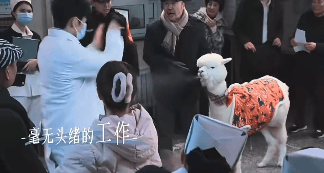 “有口水吐口水，有炮开炮”这只羊驼🦙对我们刘铮亮吐口水了，是讨厌亮神，还是跟亮