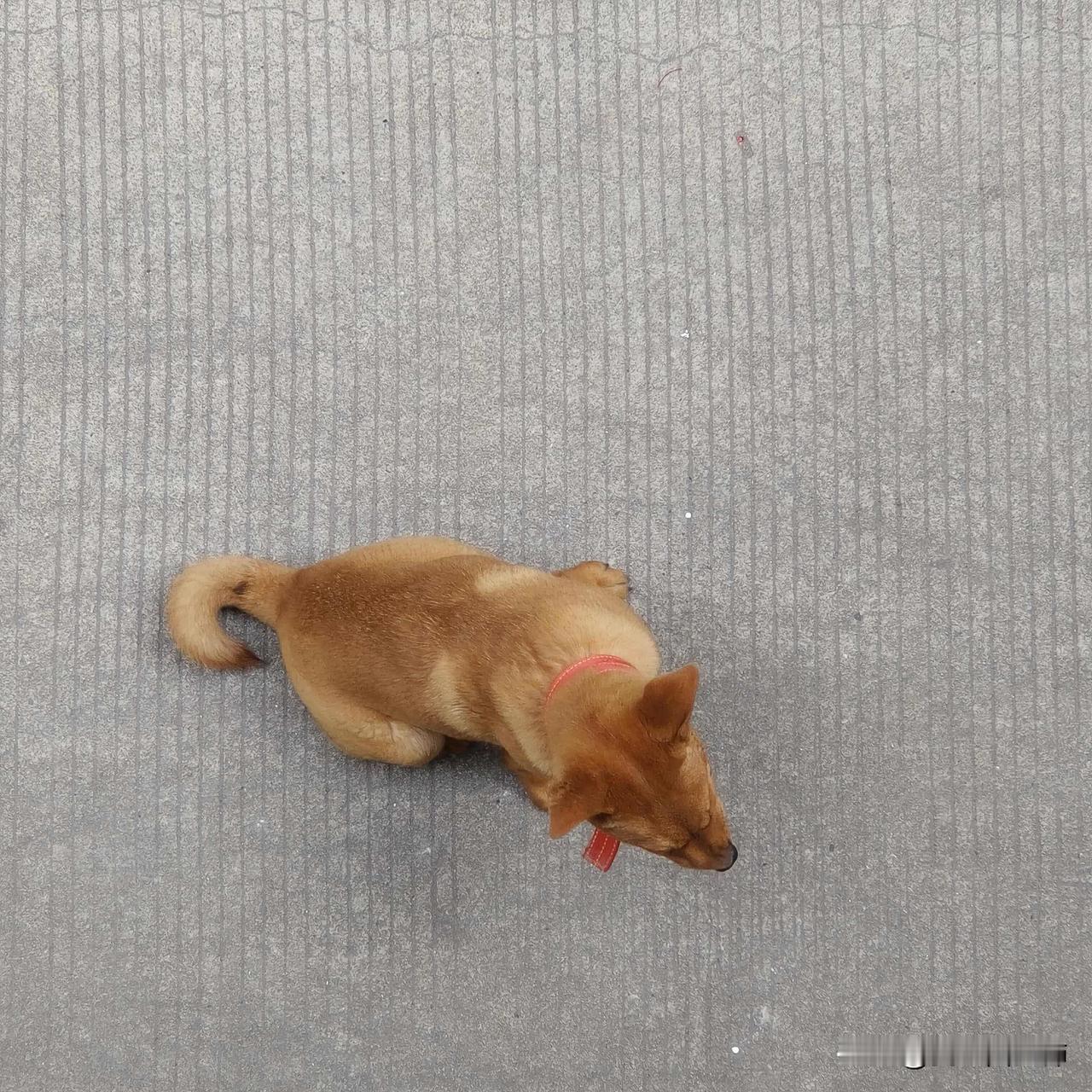 隔壁工厂的旺财...过年工厂没有人喂他隔壁工厂的旺财🐶...跑出来了...工