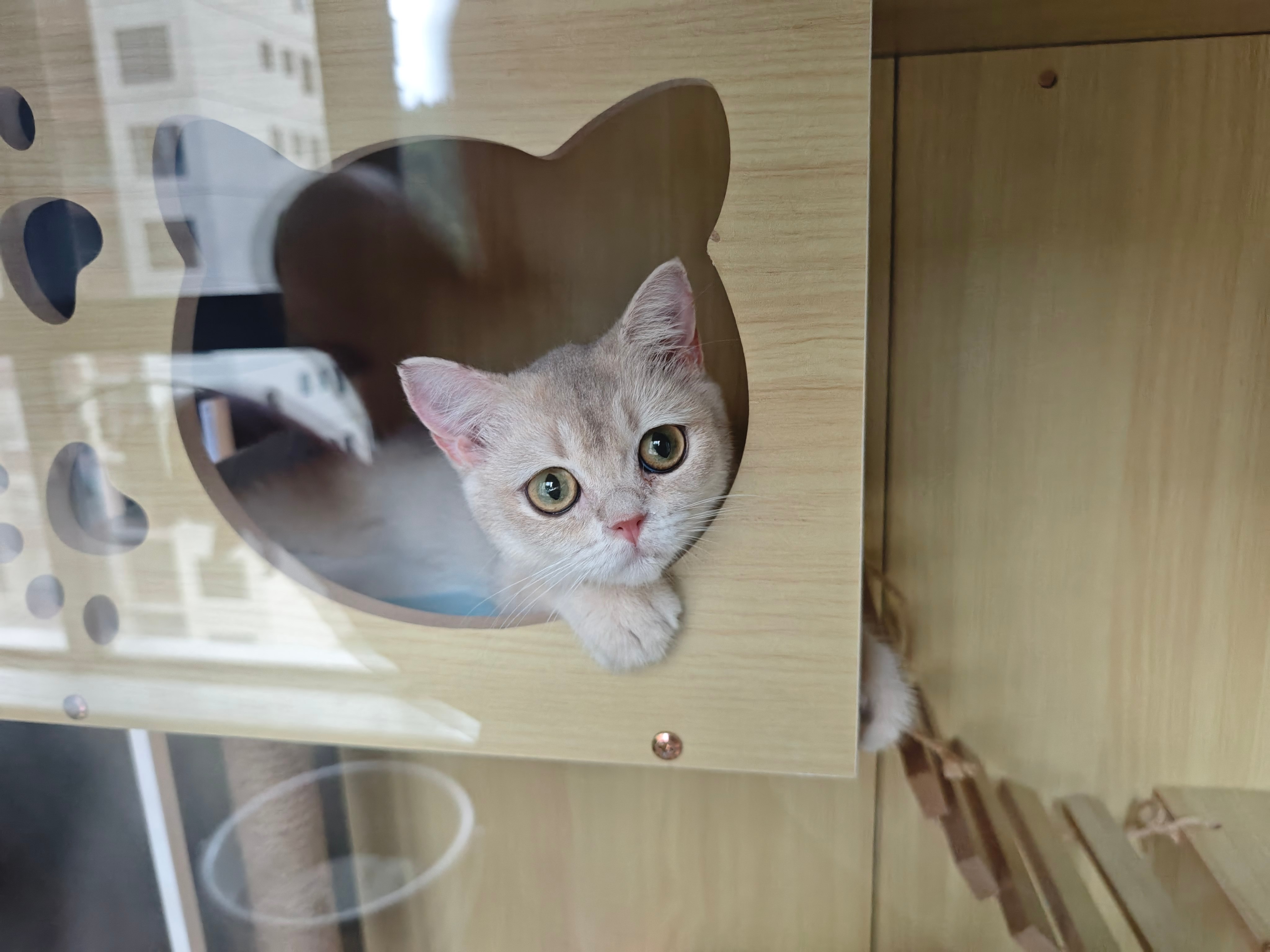 朋友家的小猫咪到啦