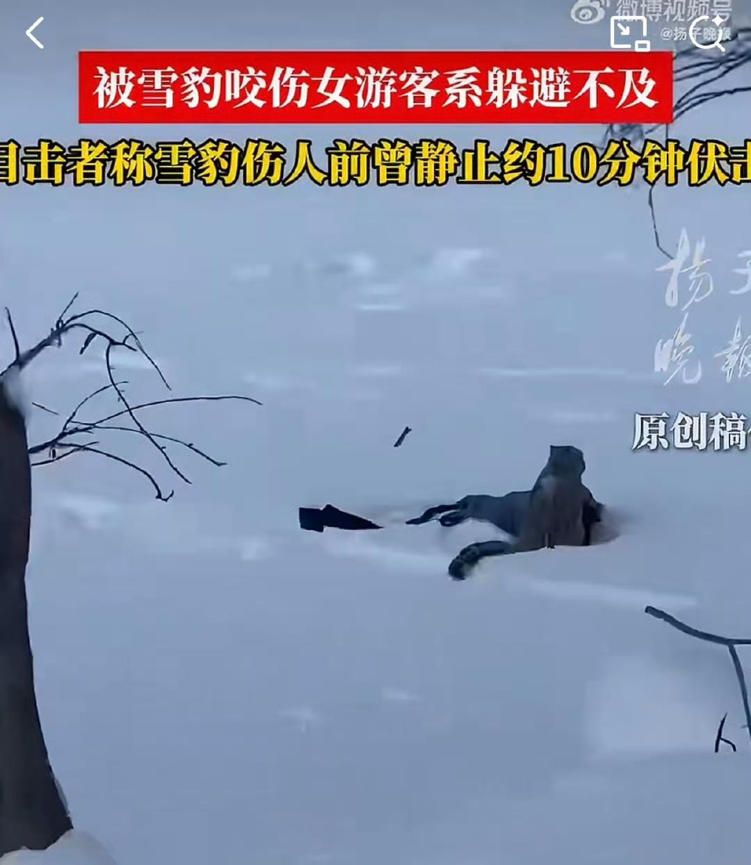 新疆那条网红公路上，雪豹突然从崖壁蹦下来，女游客压根没反应过来，手机还举在自拍模