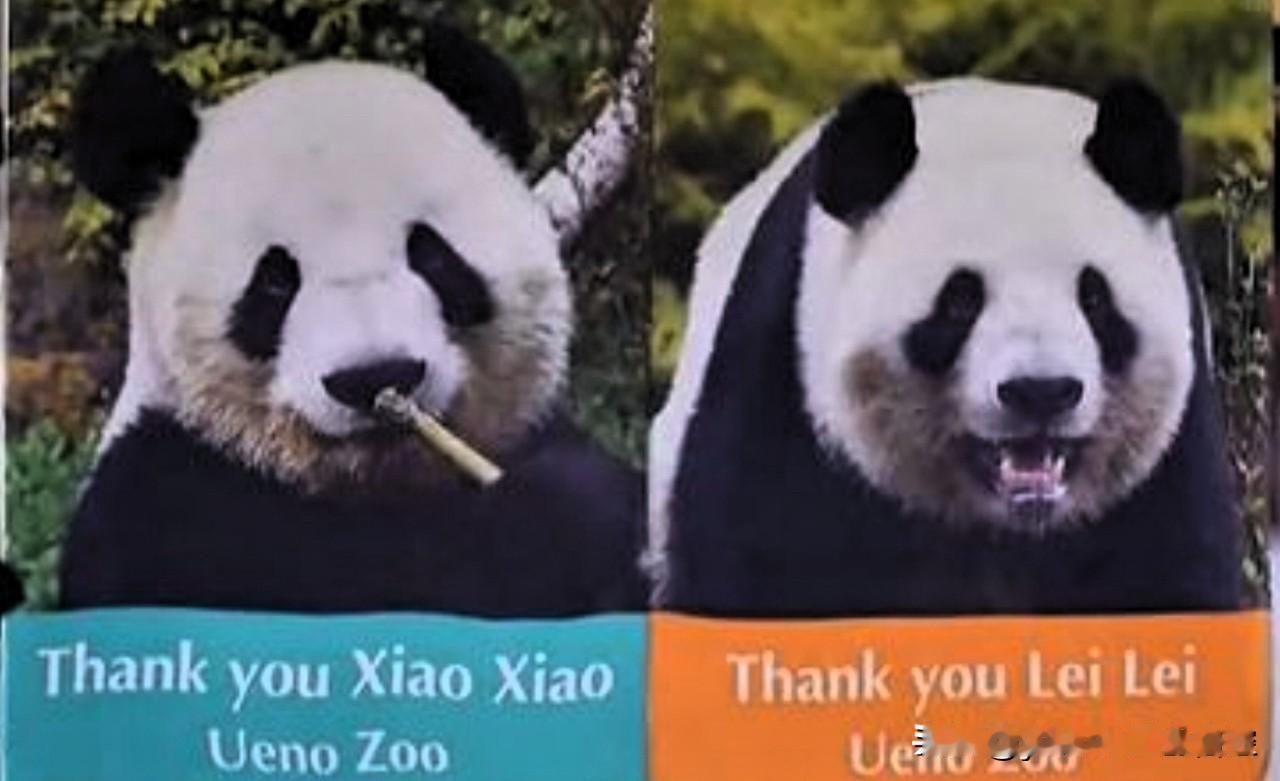 【日本大熊猫数量归零】经我方与日本东京都方面商定，旅日大熊猫“晓晓”和