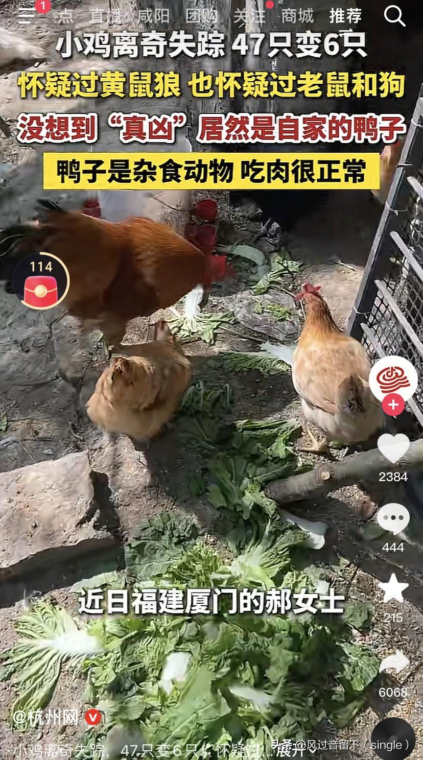 看到奇事了，鸭子竟然爱吃鸡！近日，福建的一个女的养鸡，但是离奇失踪，47只变成