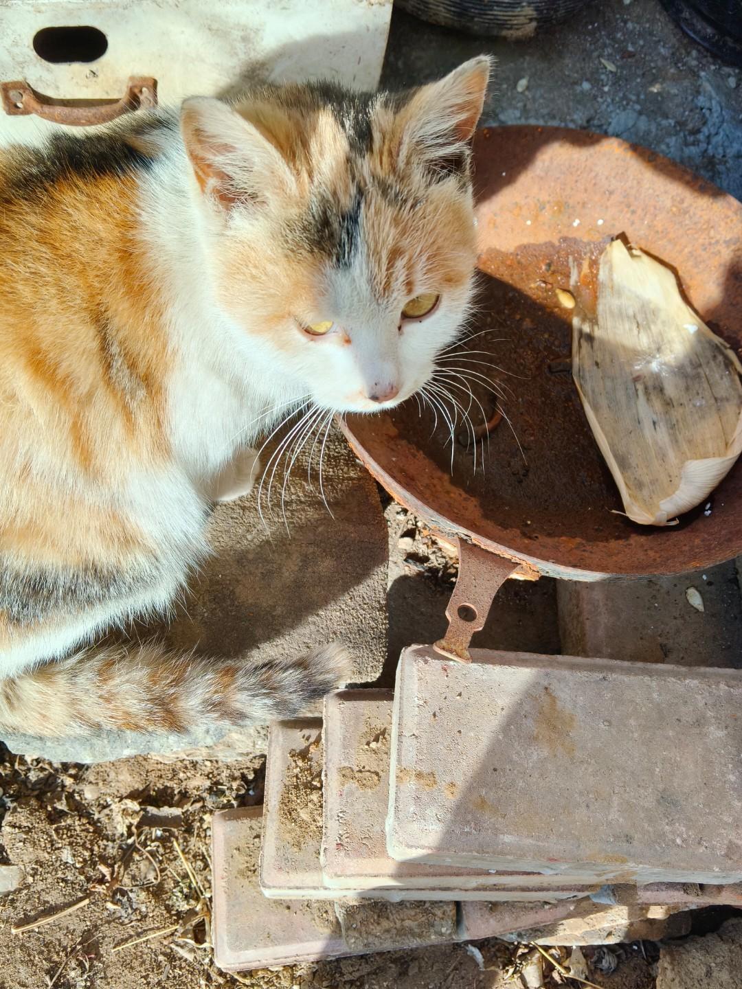 明太祖为什么贬斥留梦炎的后人？明太祖登基以后，特地下了诏书，凡是留梦炎的后