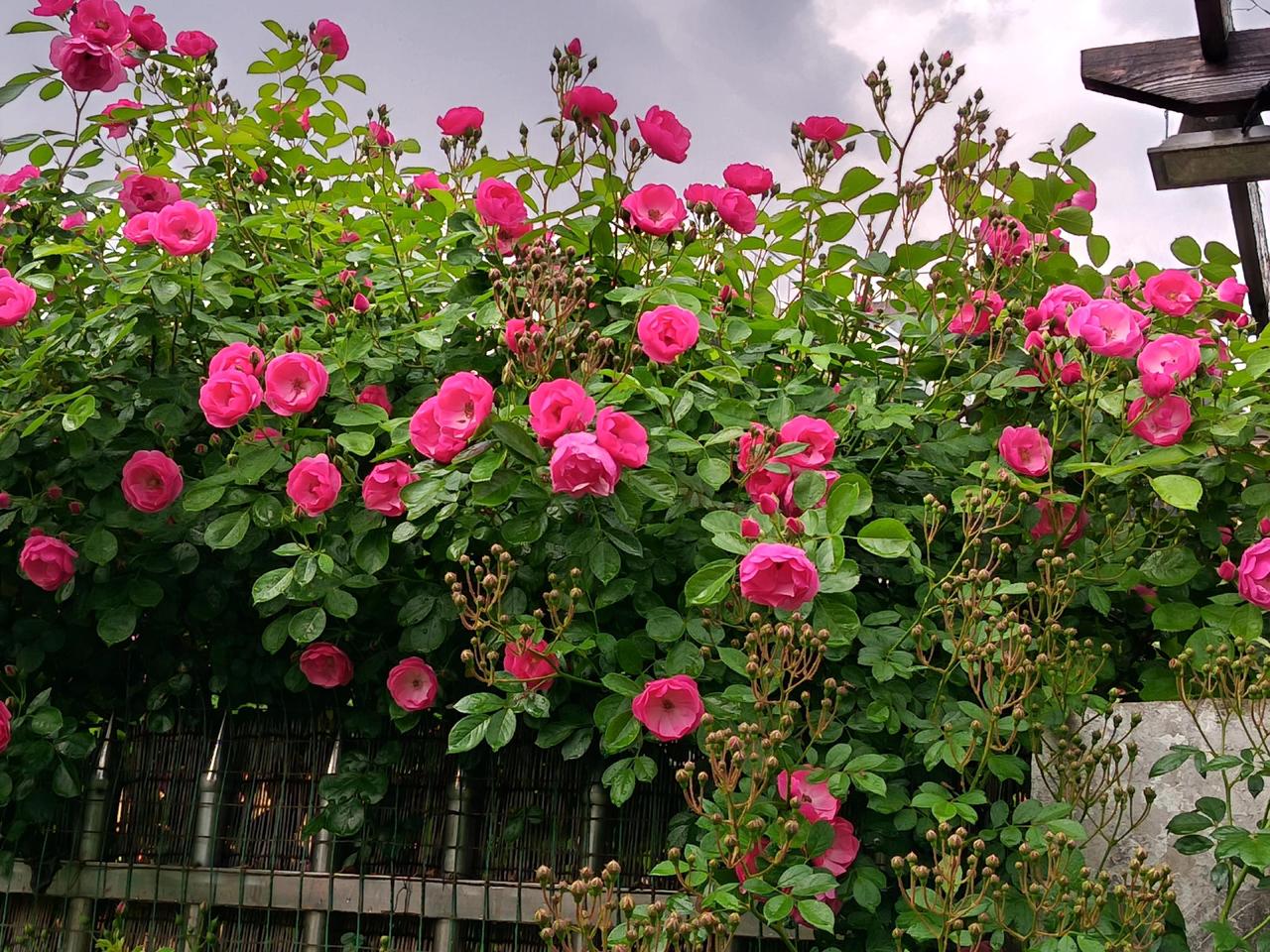 它们总是这样，招呼不打就绽放了。月季庭院养花