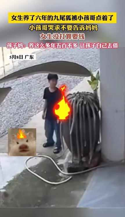 “这才是正常家长！”近日，广东一女生养了六年的九尾狐花，结果被熊孩子点火烧了，女