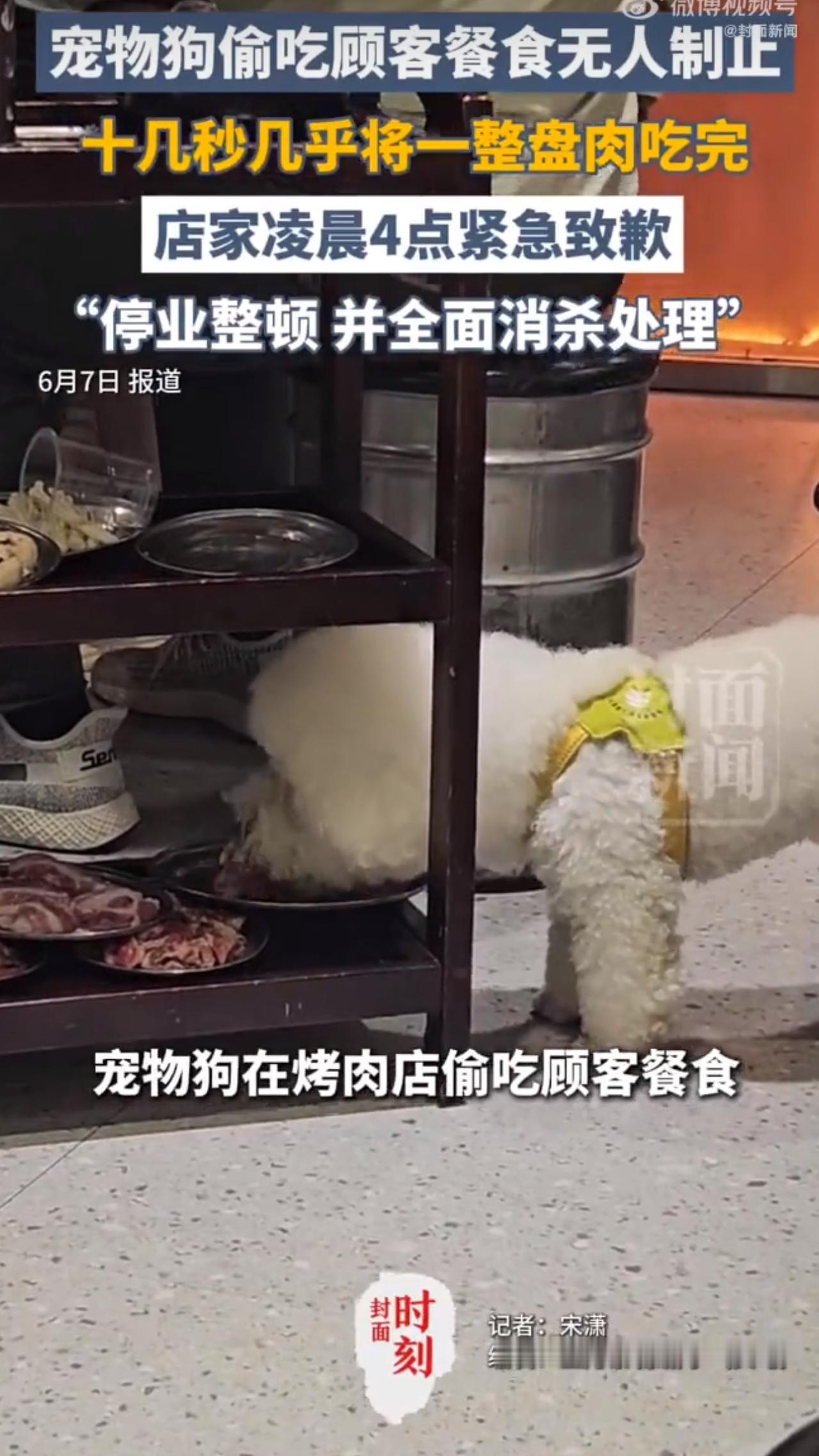湖南衡阳一家餐厅有顾客去吃饭，结果发现一只宠物狗大摇大摆地跑到了餐桌旁，不仅凑近