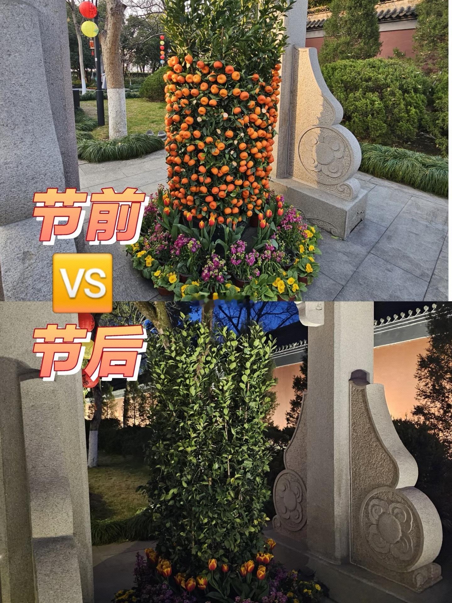 网友爆料：杭州钱王祠装饰用的橘子，春节期间被某些游客摘的一颗不剩。