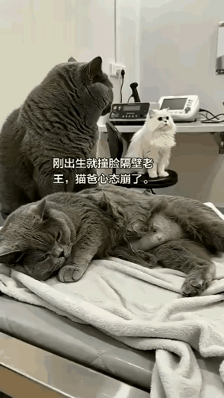 蓝猫在宠物医院陪着待产的妻子，全程守在旁边不肯离开。这时跑来一只白猫，蹲在不远处