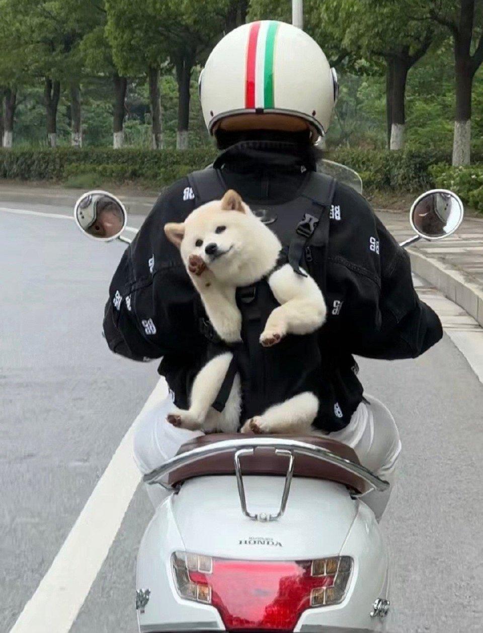 遇到一只和我打招呼的小狗