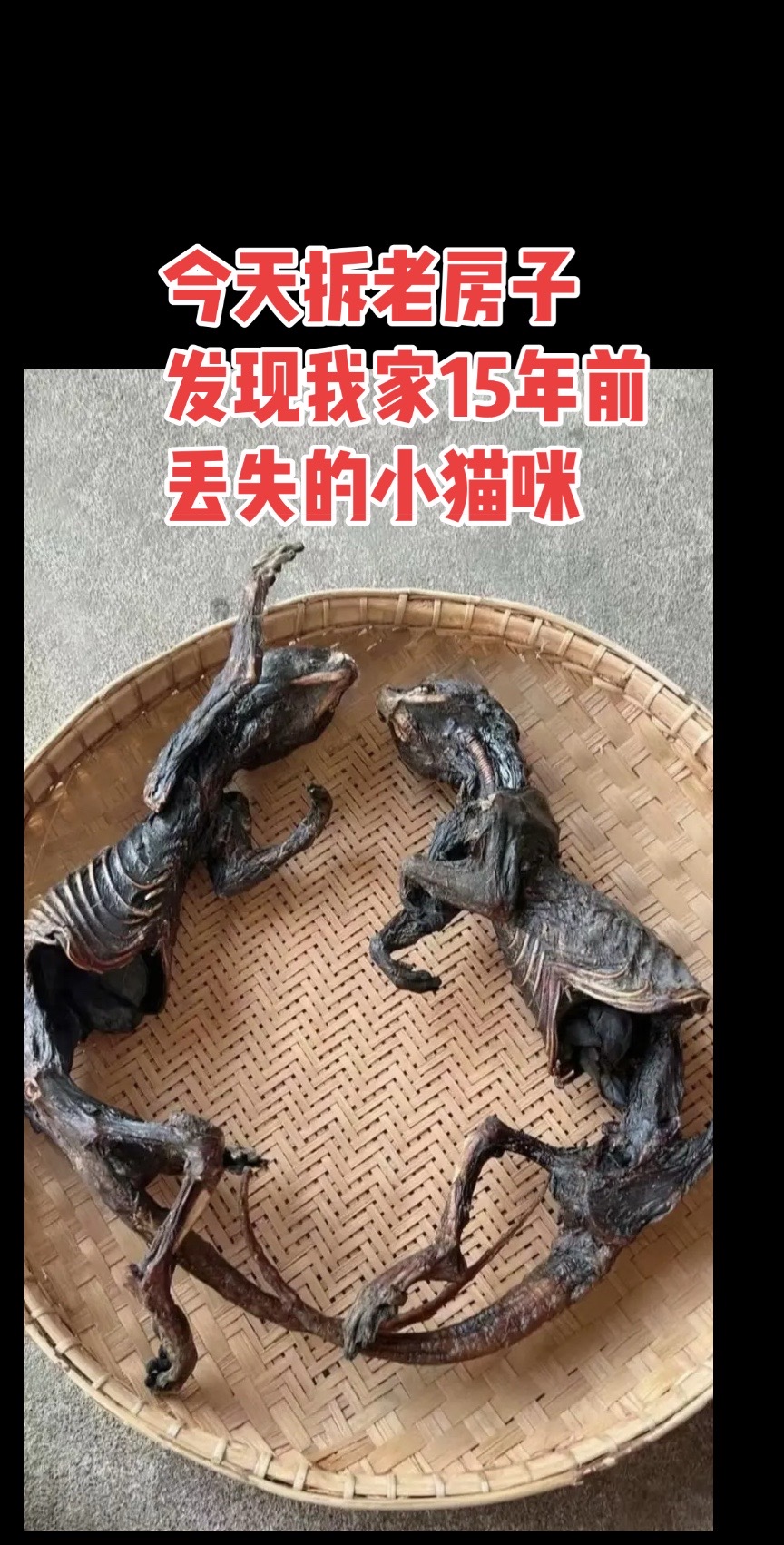 15年前丢失的小猫咪重见天日