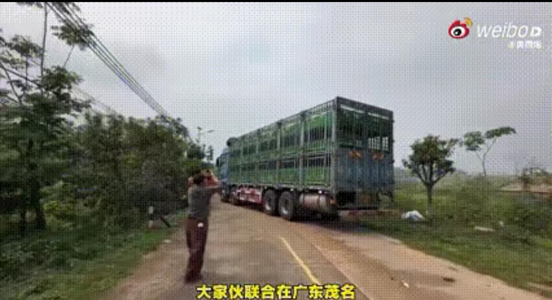 “真是闻所未闻！”辽宁一女子，联合朋友花了58万元，从广东茂名一屠宰场解救了19