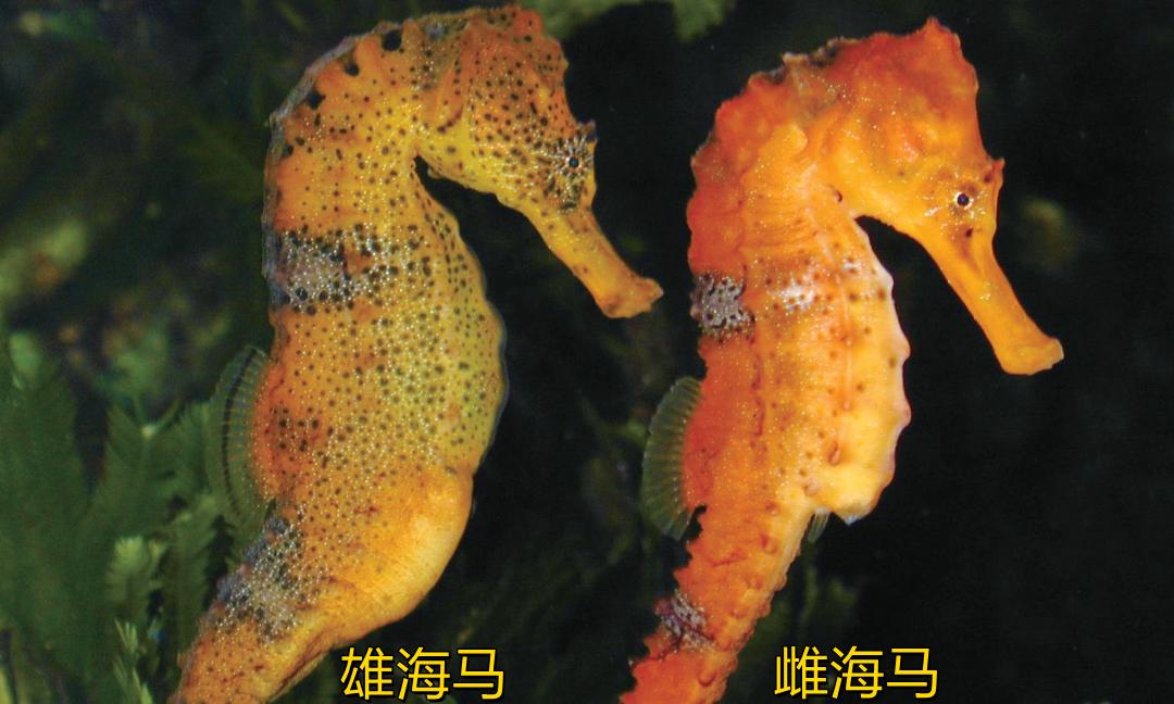 海马是最不像鱼的鱼了，它们属于辐鳍鱼纲海龙科，是名副其实的鱼类。它依靠鳃呼吸，