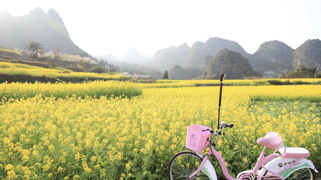 反向旅游成功! 贵州万峰林承包整片油菜花田, 朋友圈被问爆!