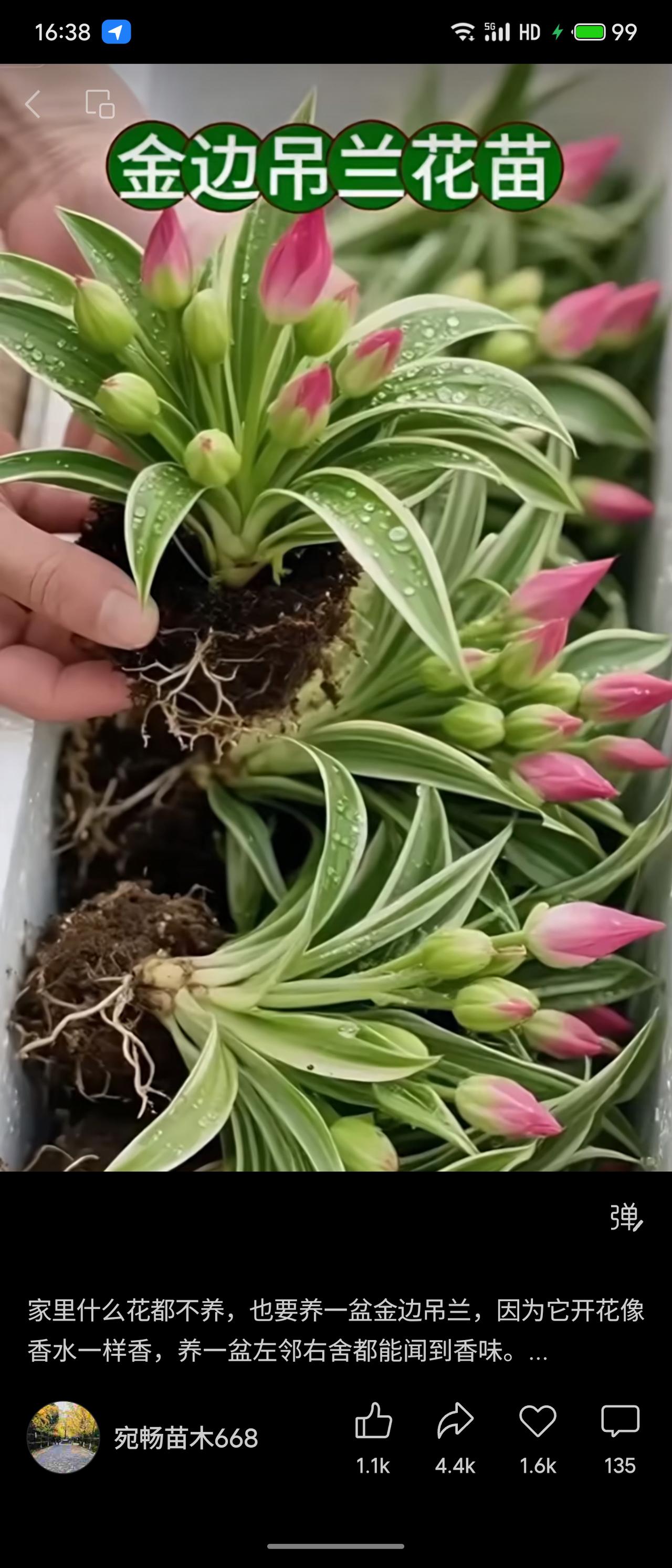 晒图笔记大赛金边吊兰花苗，叶片金边翠绿，粉花苞饱满待放，根系带土。文案称其开花如