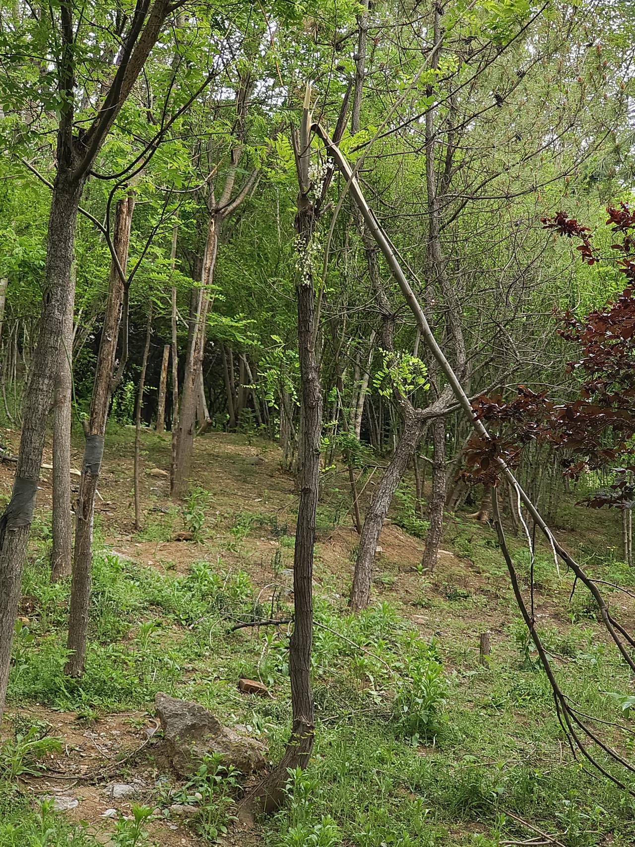 位于历下区的滨水公园，正值槐树花期，公园内东侧林带内的槐树惨遭横祸，被人为打砸砍