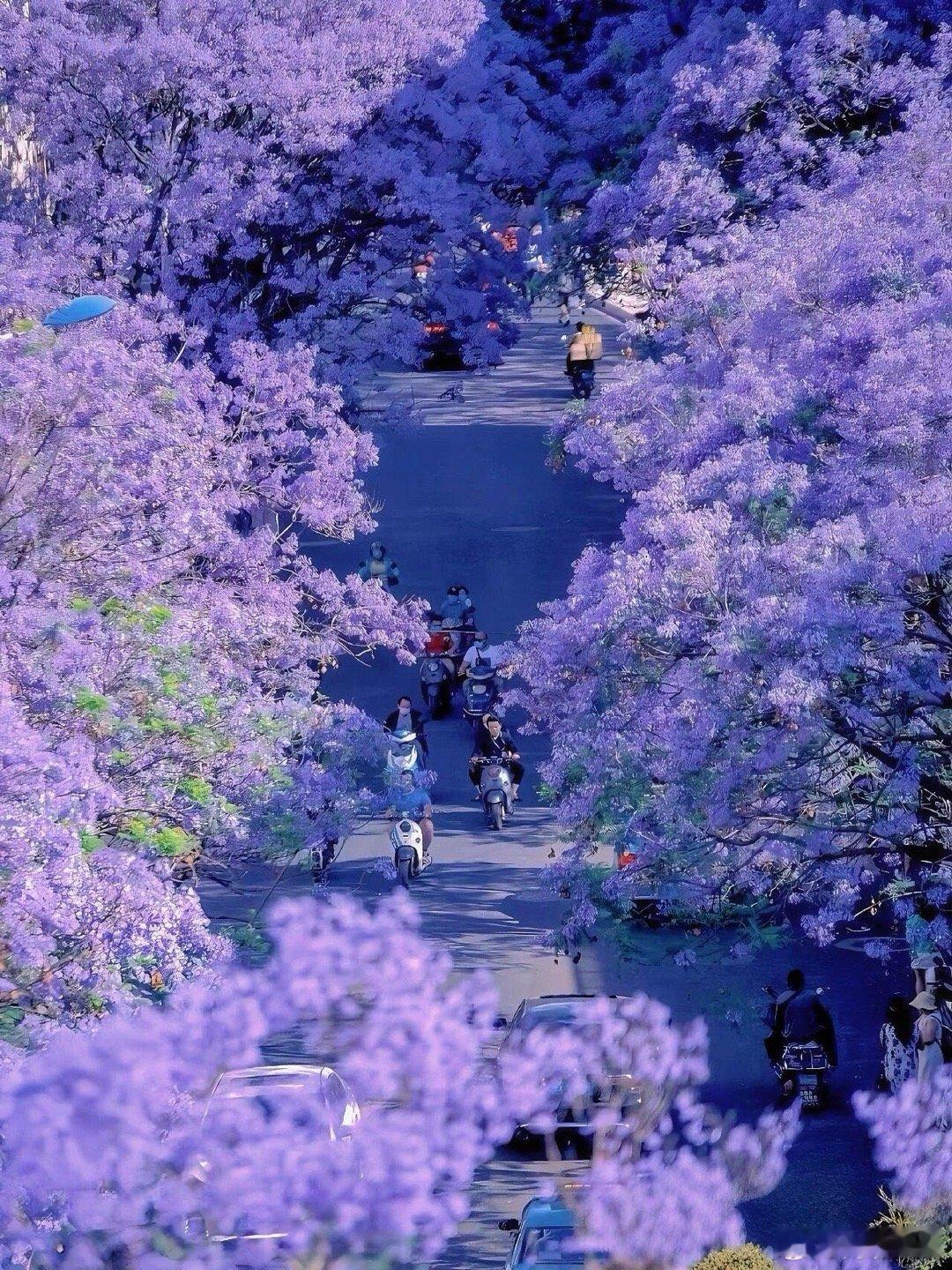 当蓝花楹盛开，昆明便拥有了一场紫色的绮梦💜蓝花楹是初夏的限定浪漫吧​​​