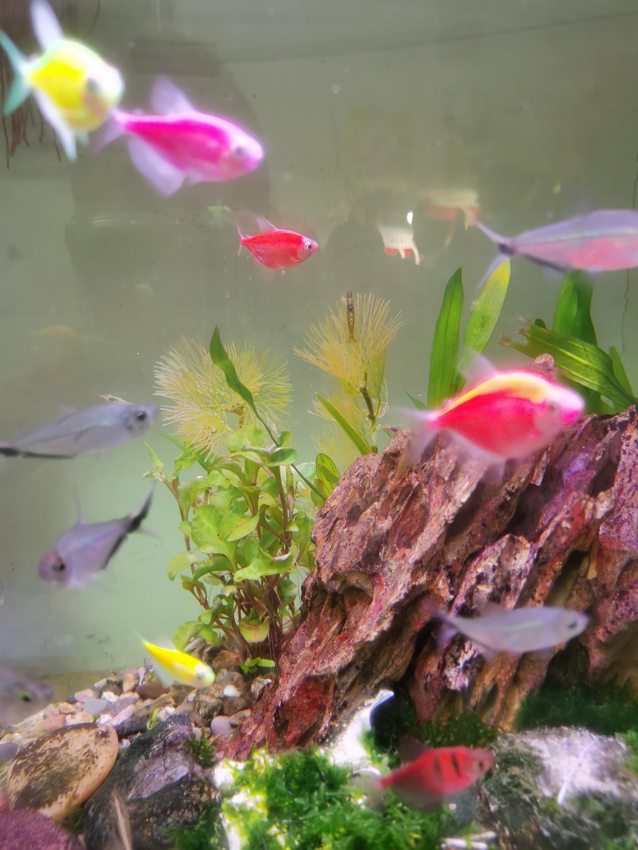 我宣布！以后再也不种绿菊！这是我第三次尝试在鱼缸里种植绿菊，前两次都以失败而告