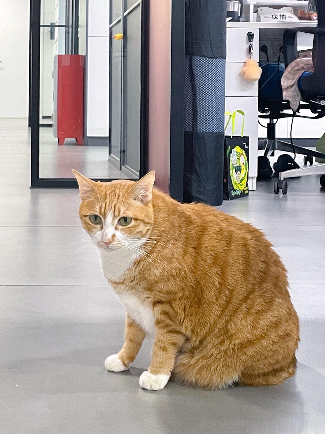 猫领导又来监工了职场那些事职场生存法则​​​
