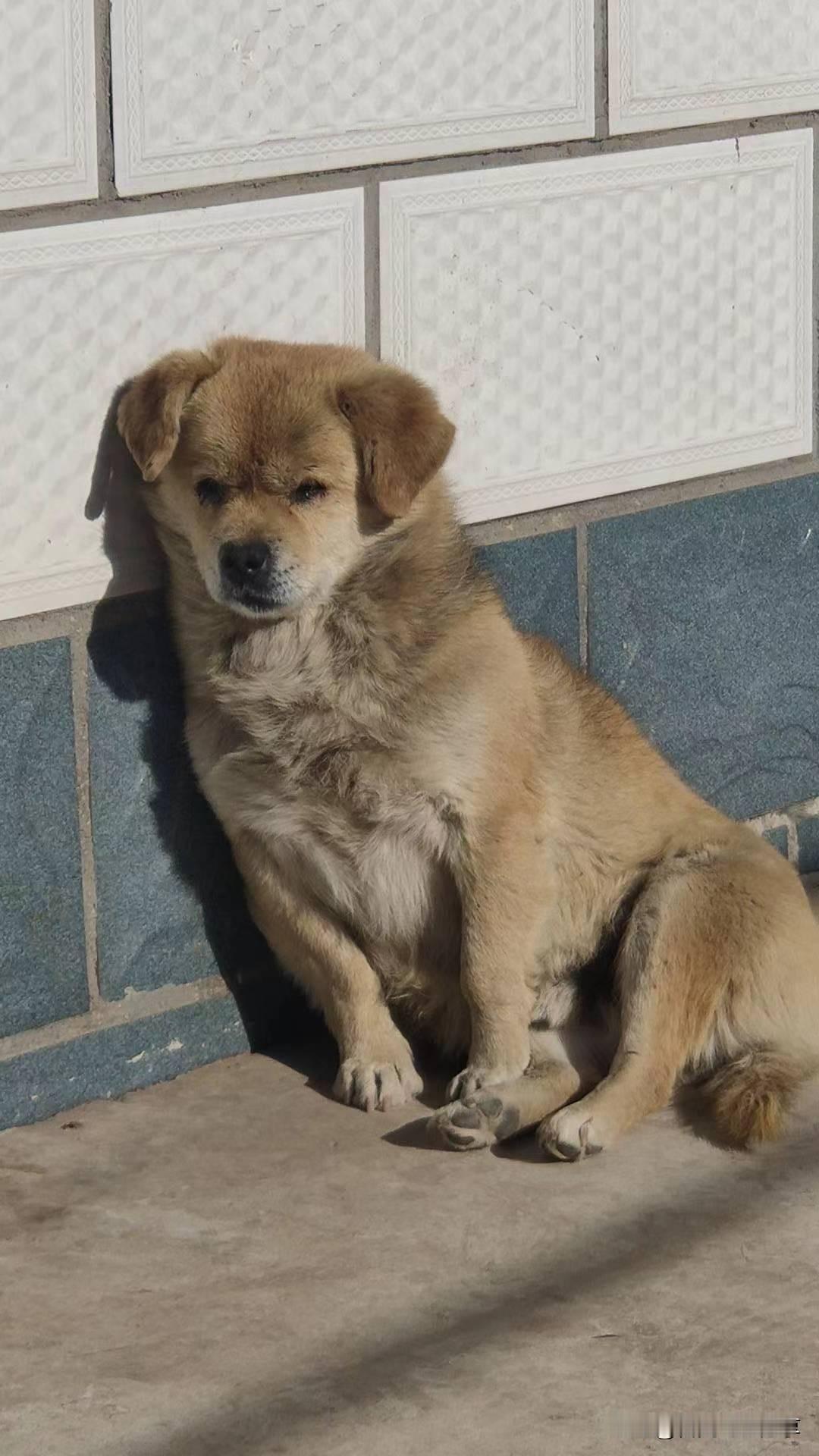 分享一张你拍的小狗照片家里的老成员了，从一小只到这莫大，十五六年，眼睛看不到了，