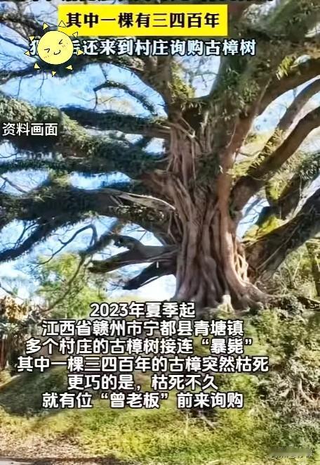 “吃相太难看了！”江西赣州，一棵三四百年的古樟树突然枯死，巧的是，周边好几个村