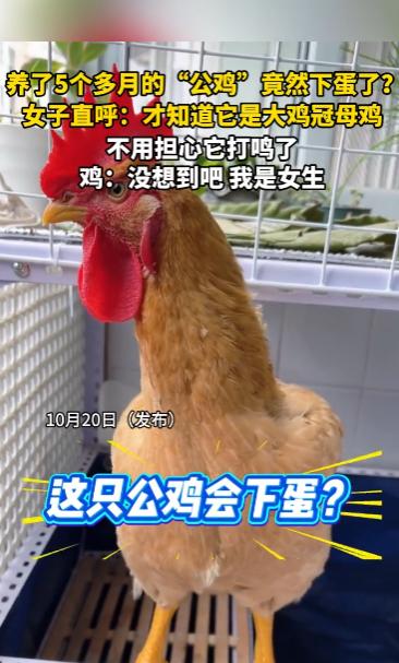 “开眼界了！”10月20日，上海，一女子养了5个月的“公鸡”竟然下蛋了，她看着自