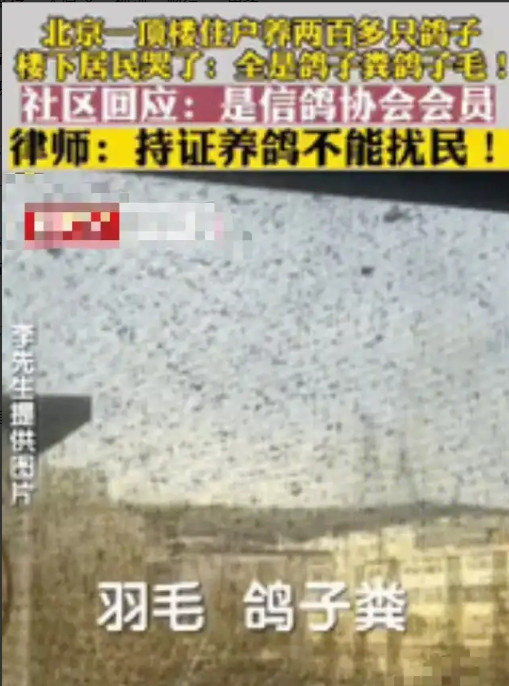 北京一男子花235万买房，结果入住后才发现楼上邻居养了200多只鸽子，男子不堪其