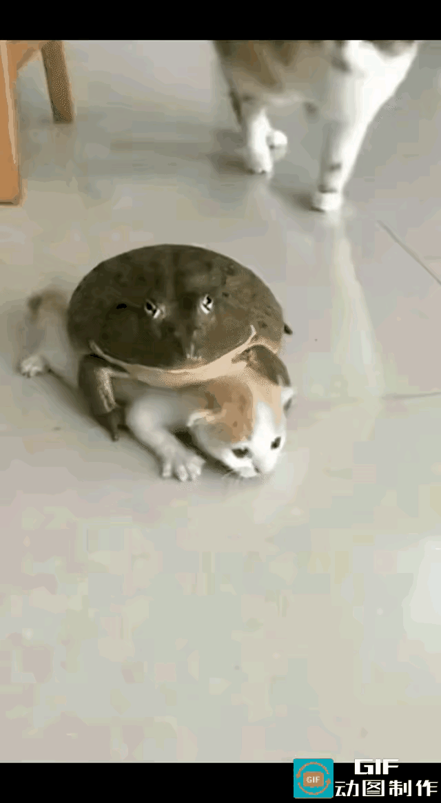 牛蛙这下惨了，遇到了猫妈妈，这下麻烦了。