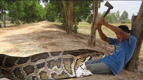 农村男孩用奇特的长条筐逮住了大蟒蛇,太有意思了