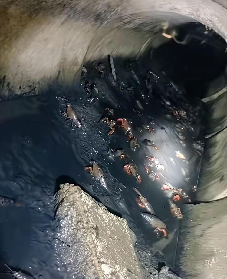 每次看到88块钱/5斤的广告，我都很想吃它，但正要进店前，我又会想到这幅图片，顿
