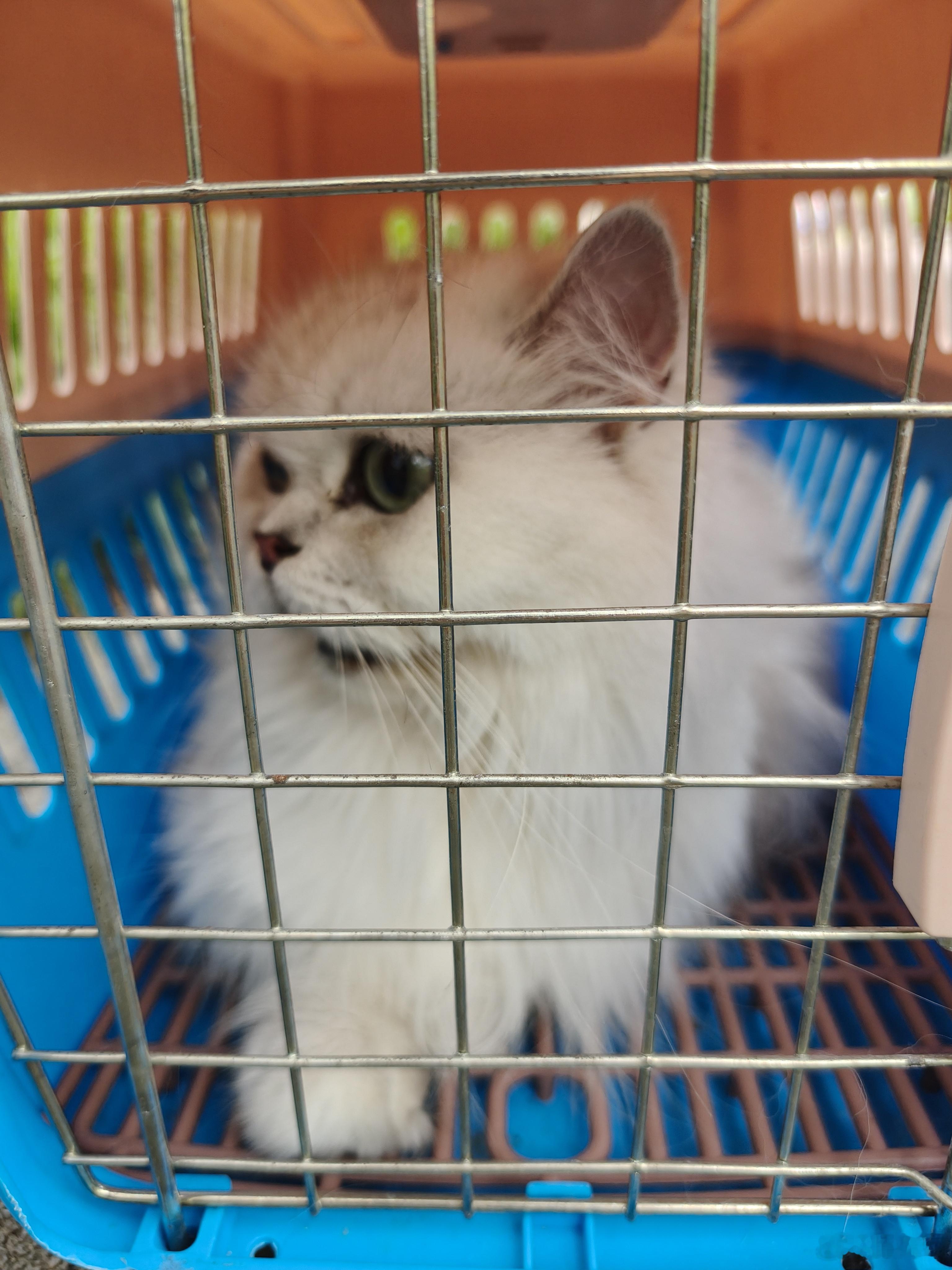 带朋友家的猫做个小手术[doge]​​​