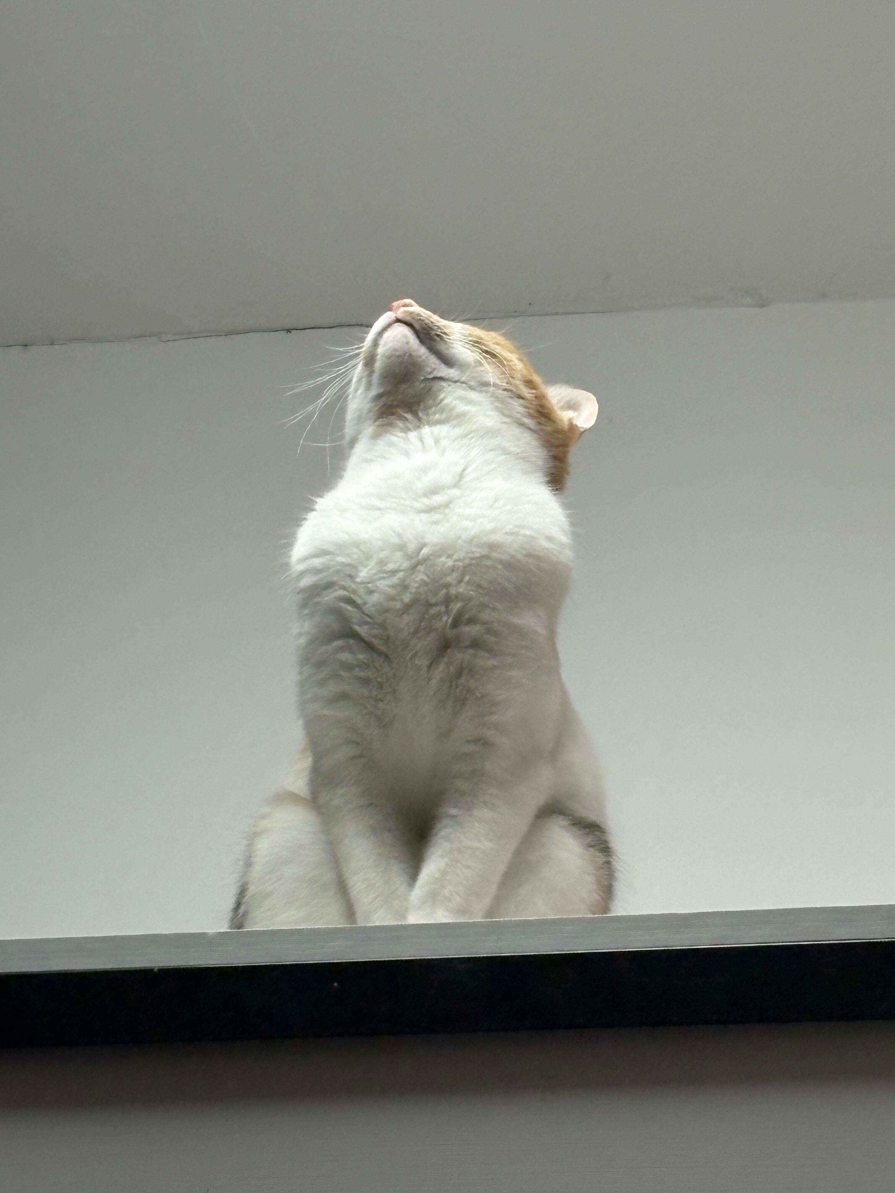 月考考了第一名的猫猫