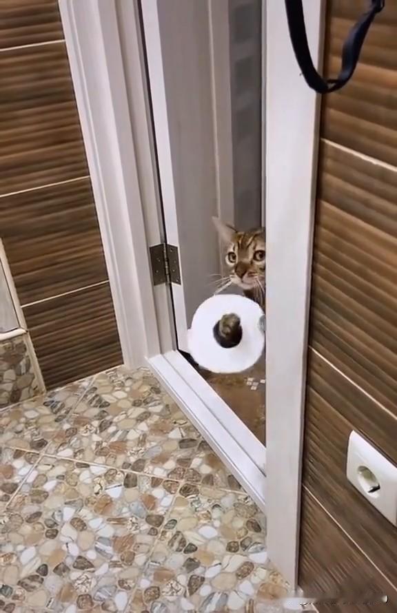 哎乖乖嘞！刚才上卫生间忘拿纸，急得我喊“卫生纸、卫生纸”，结果俺家这孟加拉猫，真