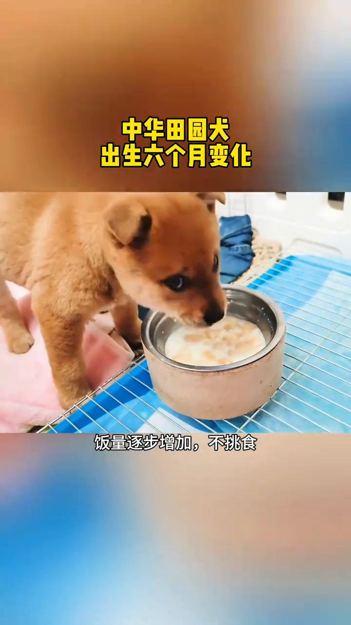 中华田园犬出生六个月变化。·到家第一天，出生第32天，第一顿羊奶粉，吃完就睡觉