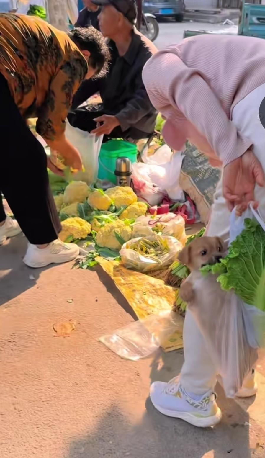 刘阿姨把小狗塞进塑料袋带到菜市场，把之前挑好的一兜菜装进塑料袋一起提着，再去选别