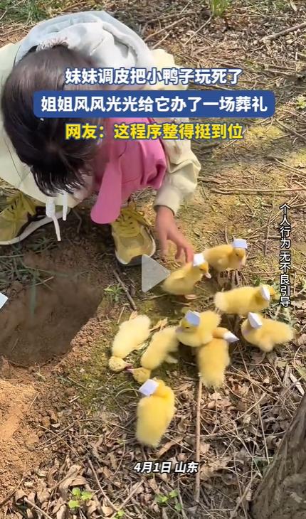 刷到条视频，看完又好笑又心酸。妹妹太喜欢家里的小鸭子了，天天抱着玩。结果下手没