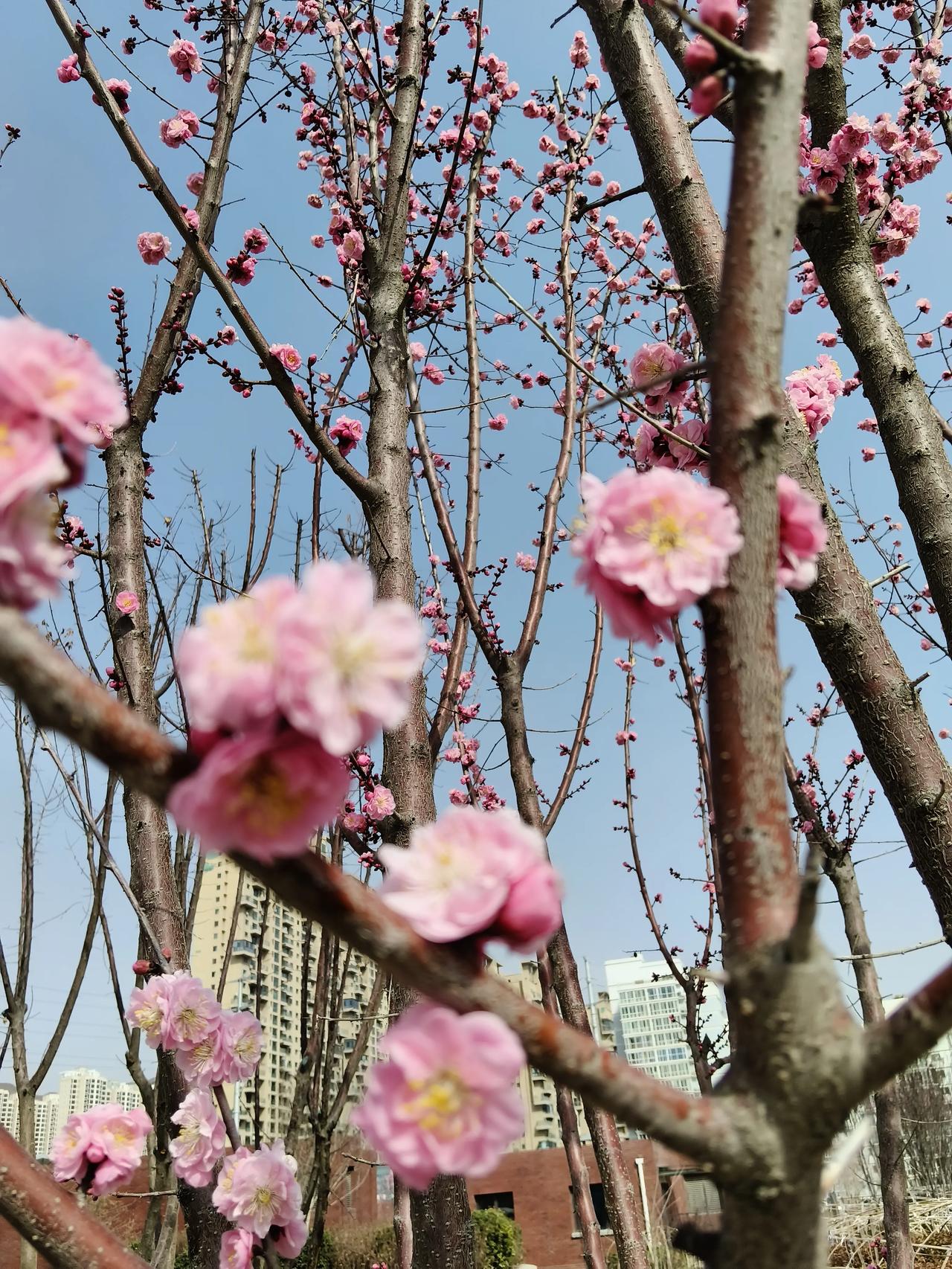 位于大西北的兰州他的春天似乎比全国各地的很多地方都要荒凉，春天也要来的更晚一些。