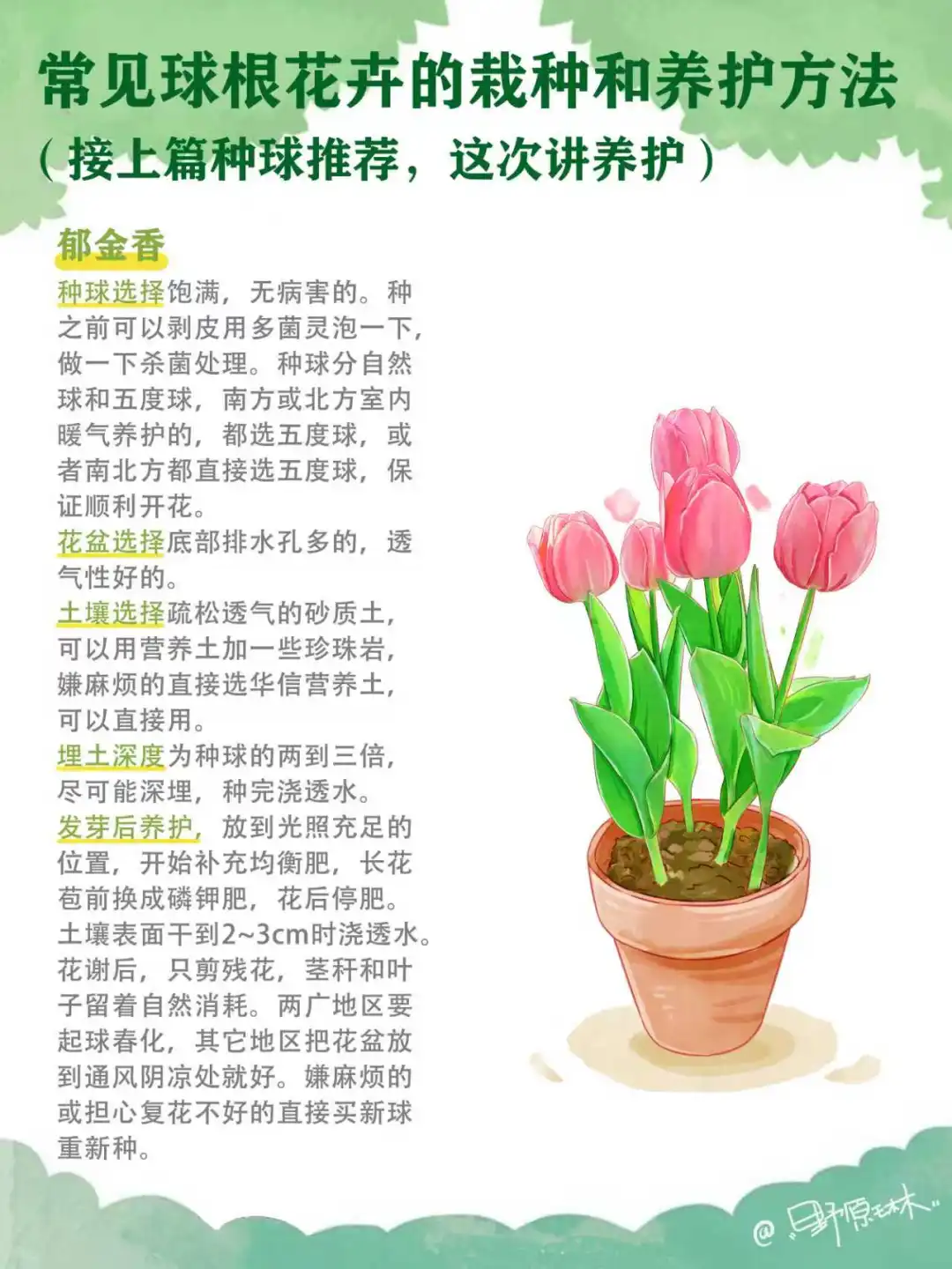 常见球根花卉的栽种和养护方法