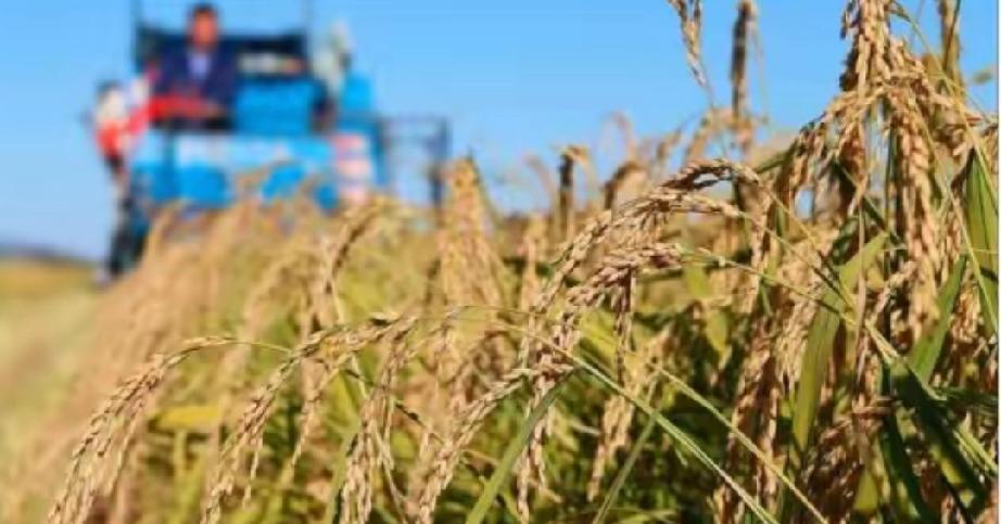 总有人说海水稻不好吃，废话，那玩意儿压根就不是给你当饭吃的，它就不是跟五常大米抢