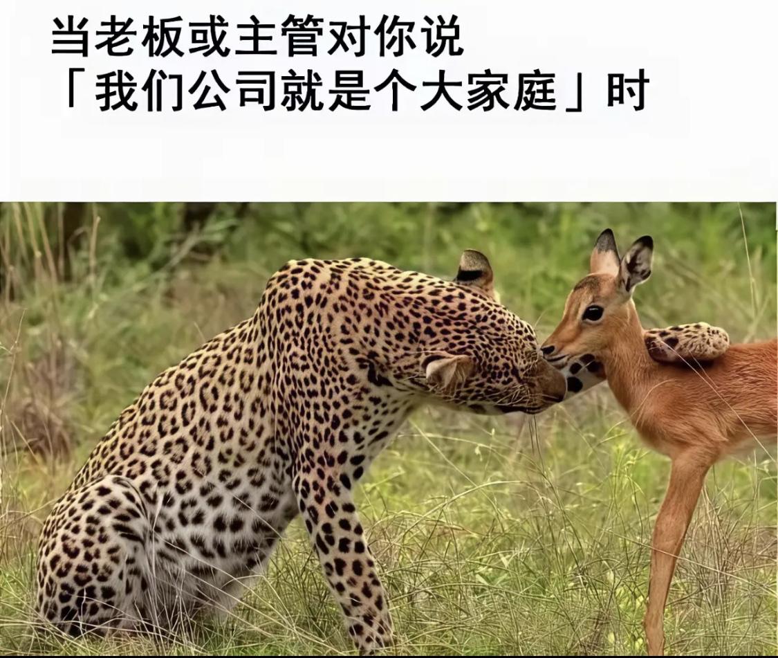 哈哈，太形象了