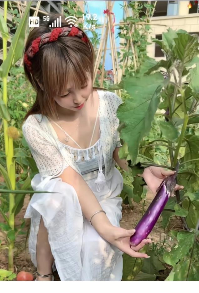 开拍“茄子”农村小院带菜园；种的蔬菜品种多；黄瓜辣椒和土豆；还有芸豆西红