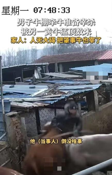 “这牛太可怕！”近日，山西一男子准备宰牛，正当他去牛棚牵牛时，突然，身后另一头黄