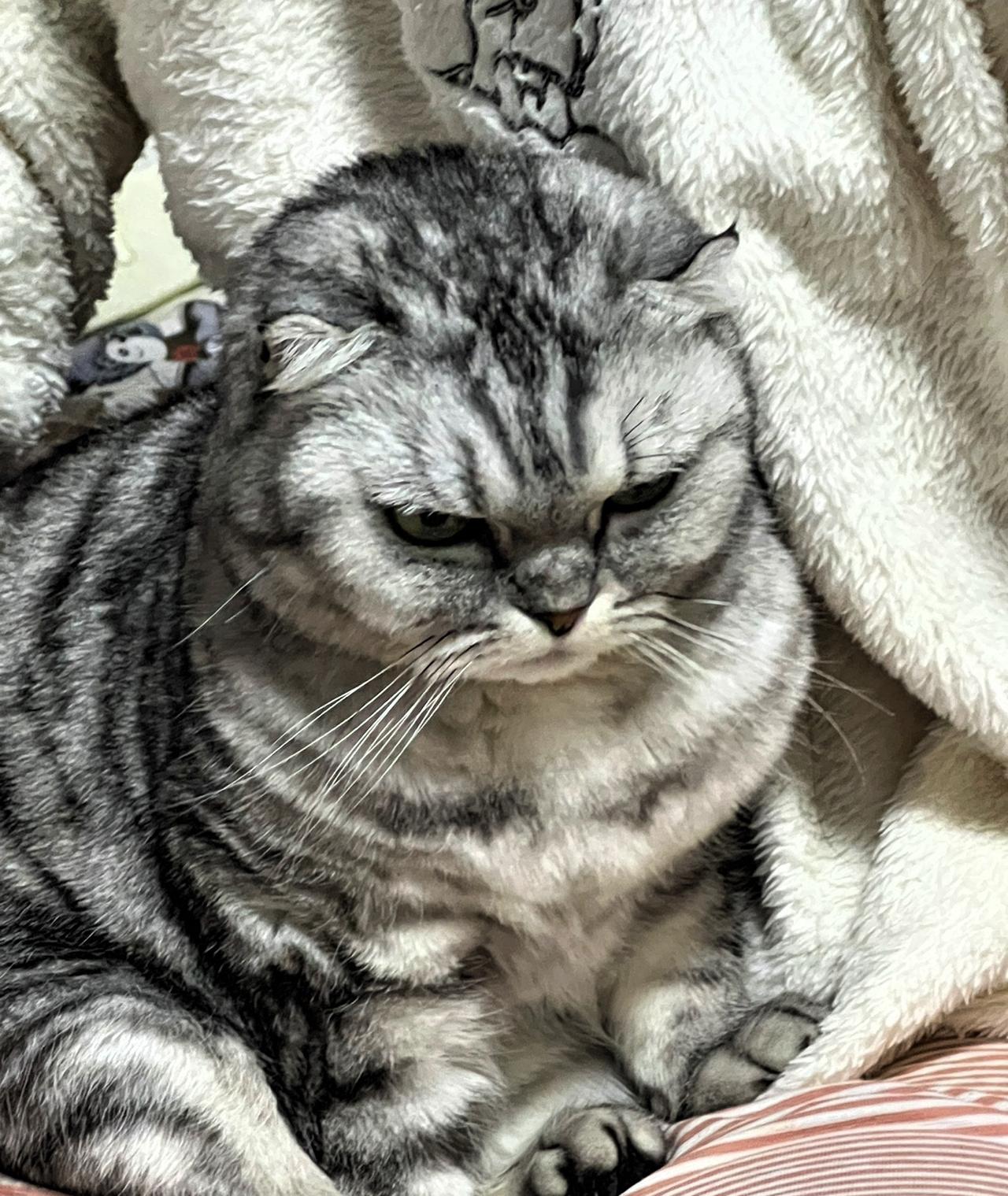 【原创】我家慵懒猫咪窝在毛绒毯里，享受美好时光