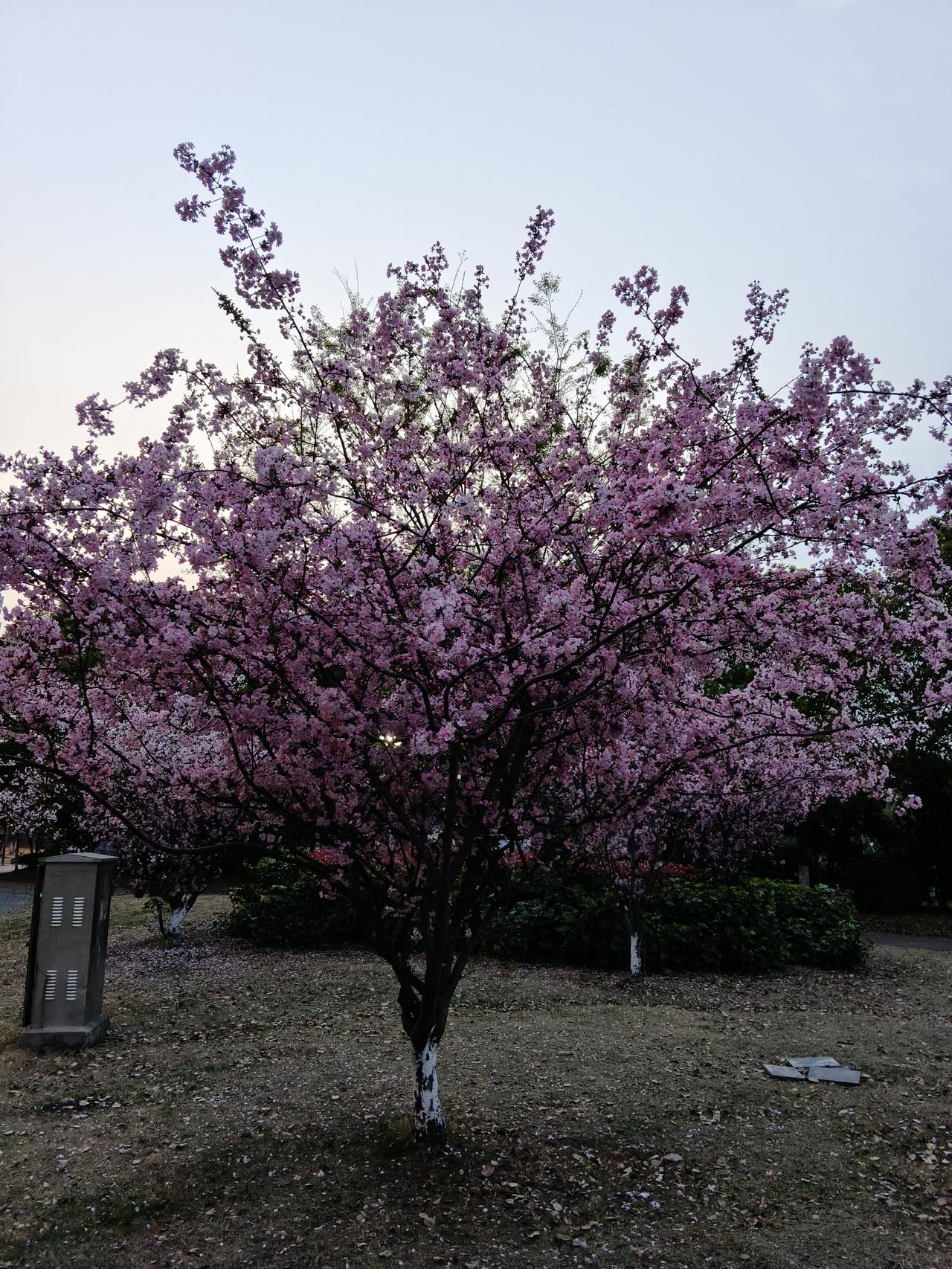 苏州真的是令人惊叹的城市！汽车保有量全国第二，600万辆！城市快速路，就是指