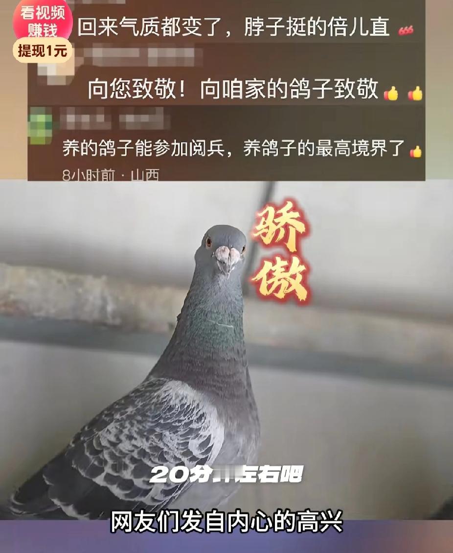 九三阅兵天安门广场放飞的鸽子，到底都回家了没有？昨天刷视频，有个小姐姐说，鸽子飞