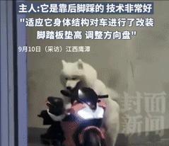 江西鹰潭，10日，一男子发现家里养的狗，对玩具摩托很感兴趣，于是突发奇想，让它尝